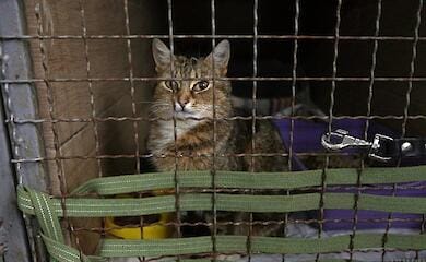In Lviv, a center for the rescue of abandoned migrant animals began to operate