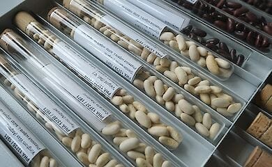 In Kharkiv, due to the shelling of Russian troops, a genetic bank of plants was destroyed