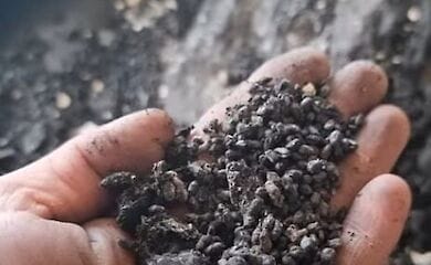 In Kharkiv, due to the shelling of Russian troops, a genetic bank of plants was destroyed