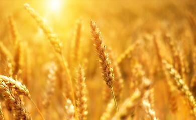 Russia steals Ukrainian grain: scary numbers