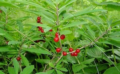 Komarovsky said that not all berries should not be given to children