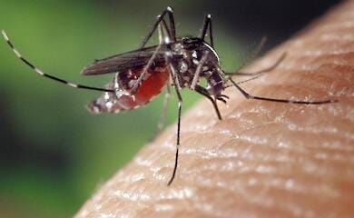 Named clothing colors that attract mosquitoes