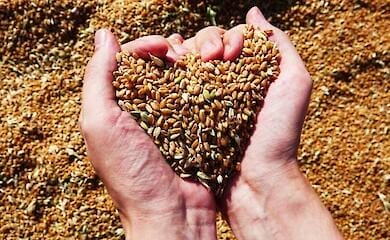 The occupiers continue to steal grain in the occupied Ukrainian territories