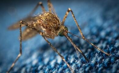 Why are mosquitoes dangerous?