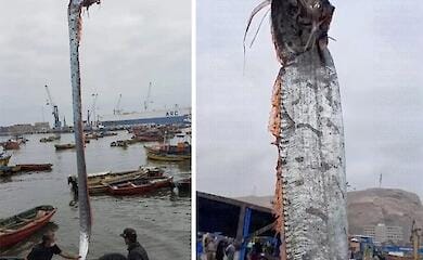 In Chile, local fishermen caught a 5-meter-long oarfish