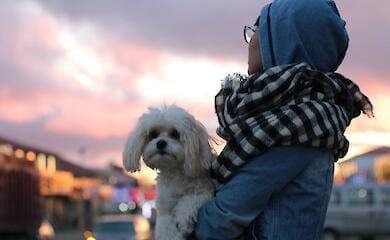 From July 25, there will be new conditions for the import of pets from Ukraine to the Republic of Poland
