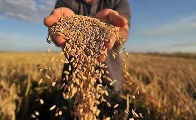 It became known through which ports Ukrainian grain can be exported