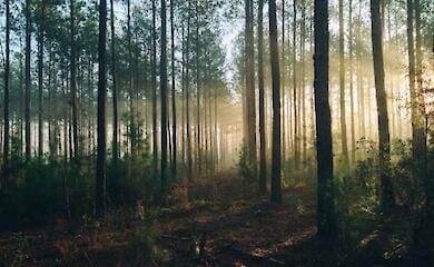 A woman died while going to the forest to pick mushrooms