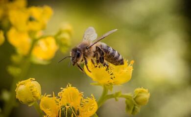 Canadian provincial prime minister swallowed a bee during a speech