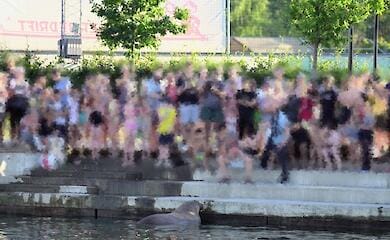 In Norway, a famous walrus was euthanized. What is the fault of tourists