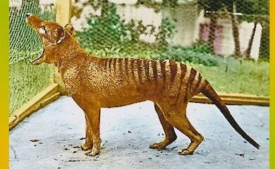 Scientists recreate extinct animals