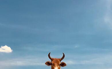 Russians in Chernihiv region fired at cows