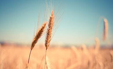 Somalia and Ethiopia: where Ukraine will send grain for free