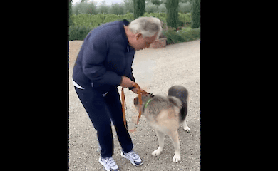 The wounded dog from Kupyansk was adopted by the Italian performer Andrea Bocelli