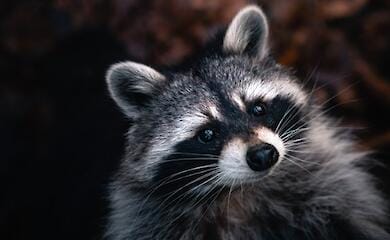 Russische Besatzer stehlen Waschb&auml;r aus dem Zoo von Kherson und andere Tiere