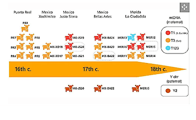 Dieses Diagramm zeigt die genetische Zusammensetzung der postkolumbianischen Rinder und ihre chronologische Entwicklung. (Bildautor: Nicholas Delsol)