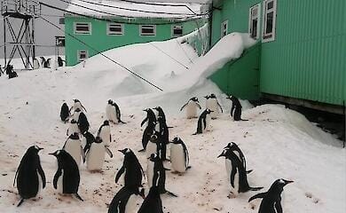 Pinguine "besetzen" ukrainische Wetterstation in der Antarktis