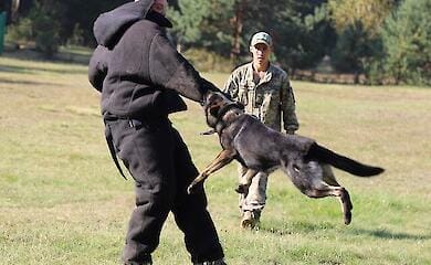 Four-legged helpers guard the border - photo report