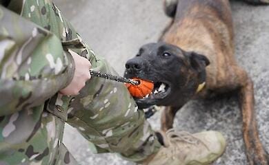 The fourth consignment of service dogs arrived from Europe to Ukraine
