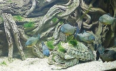 Exotische Fische im Aquarienmuseum von Sewastopol gestorben