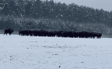 The largest population of bison lives in Lviv region