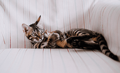 Warum Katzen ihren Besitzern Spielzeug bringen