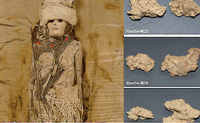 Mummy of a woman from the Xiaohe burial site (red triangles indicate pieces of kefir cheese around her neck), cheese samples examined in the study