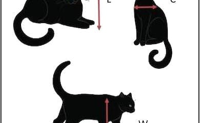 Ein Experiment hat die erstaunliche Flexibilität von Katzen bestätigt
