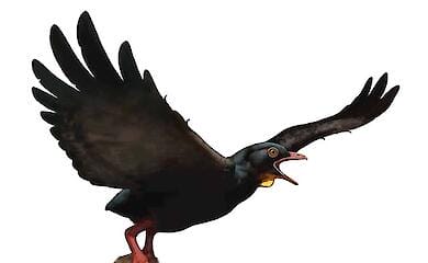 Avisaurus darwini in der Ansicht des K&uuml;nstlers. Diese gro&szlig;en V&ouml;gel waren r&auml;uberisch und konnten verh&auml;ltnism&auml;&szlig;ig gro&szlig;e Beute tragen