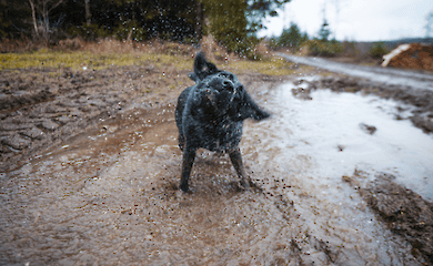 Neurobiologists have explained why dogs make sure to shake off after bathing