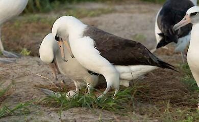 Der älteste Wildvogel der Welt, ein 74 Jahre alter Albatros, erwartet wieder ein Küken