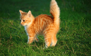 Wissenschaftler haben herausgefunden, warum manche Katzen rothaarig sind