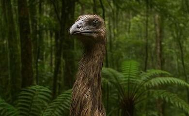 Das ist kein Scherz: Peter Jackson will einen ausgestorbenen pferdegro&szlig;en Vogel wiederbeleben