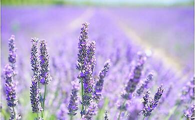 Scientists have found a way to keep cosmetics fresh - lavender does a better job than synthetics