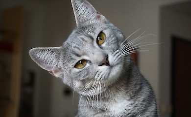 How to recognise dementia in cats: 8 warning signs that should not be ignored