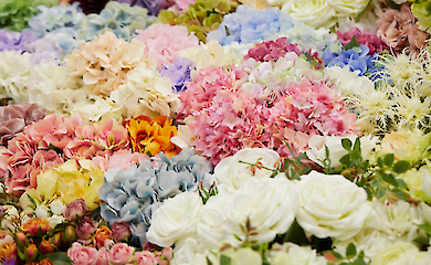 Fr&uuml;hlingserwachen der Pflanzen: Wie Blumen "wissen", wann es Zeit zum Bl&uuml;hen ist