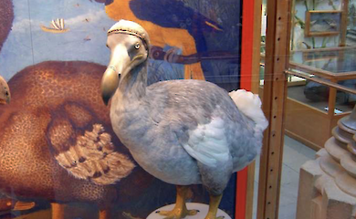 Colossal Biosciences will den Dodo wieder zum Leben erwecken - das Projekt ist bereits angelaufen