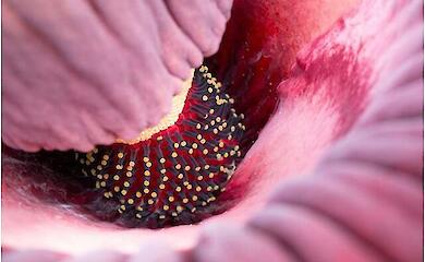 Die Blume, die schlimmer stinkt als eine M&uuml;lldeponie: die Geheimnisse des Titan Arum