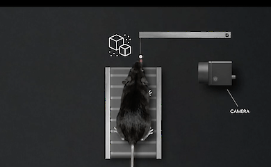 Scientists have learnt to "read the minds" of mice