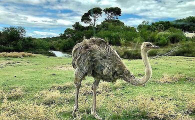 Fliegen, bevor sie nicht mehr fliegen konnten: Wissenschaftler erforschen die Vergangenheit von Straußen und Emus
