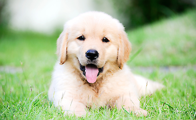 Study confirms: the first six months builds dogs' character