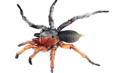 Seltenste intersexuelle Spinne in Thailand gefunden