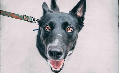 Wissenschaftler arbeiten an KI-Übersetzer für Hunde: erste 'Wörter' bereits entschlüsselt