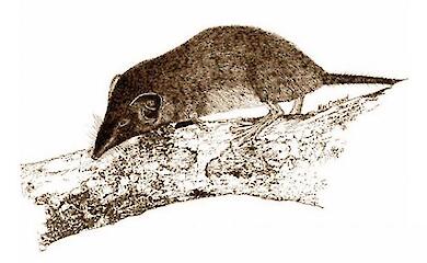 Another species of mammal is extinct in the world