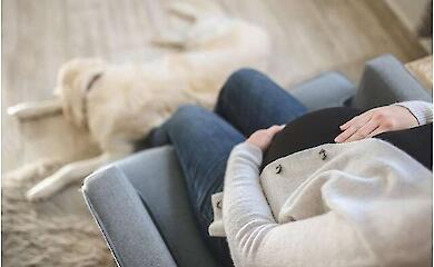 K&ouml;nnen Hunde eine Schwangerschaft erkennen? Eine neue Studie hat selbst Tier&auml;rzte schockiert