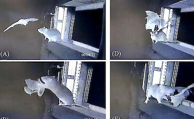 In Germany, brown rats are hunting bats en masse