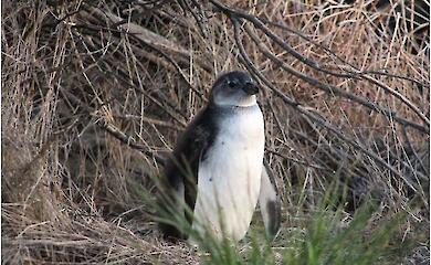 African penguins on the brink of extinction: fishing vessels take away their food