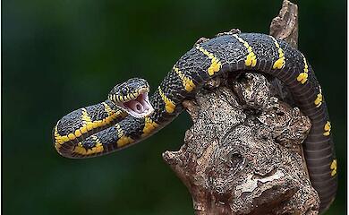 Snake urine has given scientists new approaches to treating gout and kidney stones