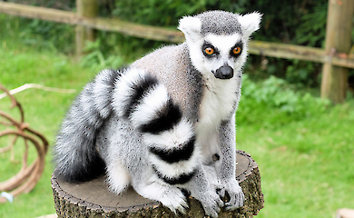 Vom Aussterben bedrohte Lemuren sind zu einer Delikatesse für reiche Madagassen geworden