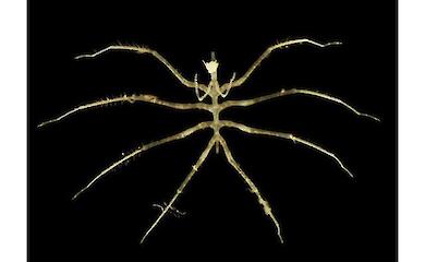 Wissenschaftler sind 4 km unter Wasser gegangen - und haben Hunderte von Lebewesen gefunden, von denen wir nicht wussten, dass wir sie haben